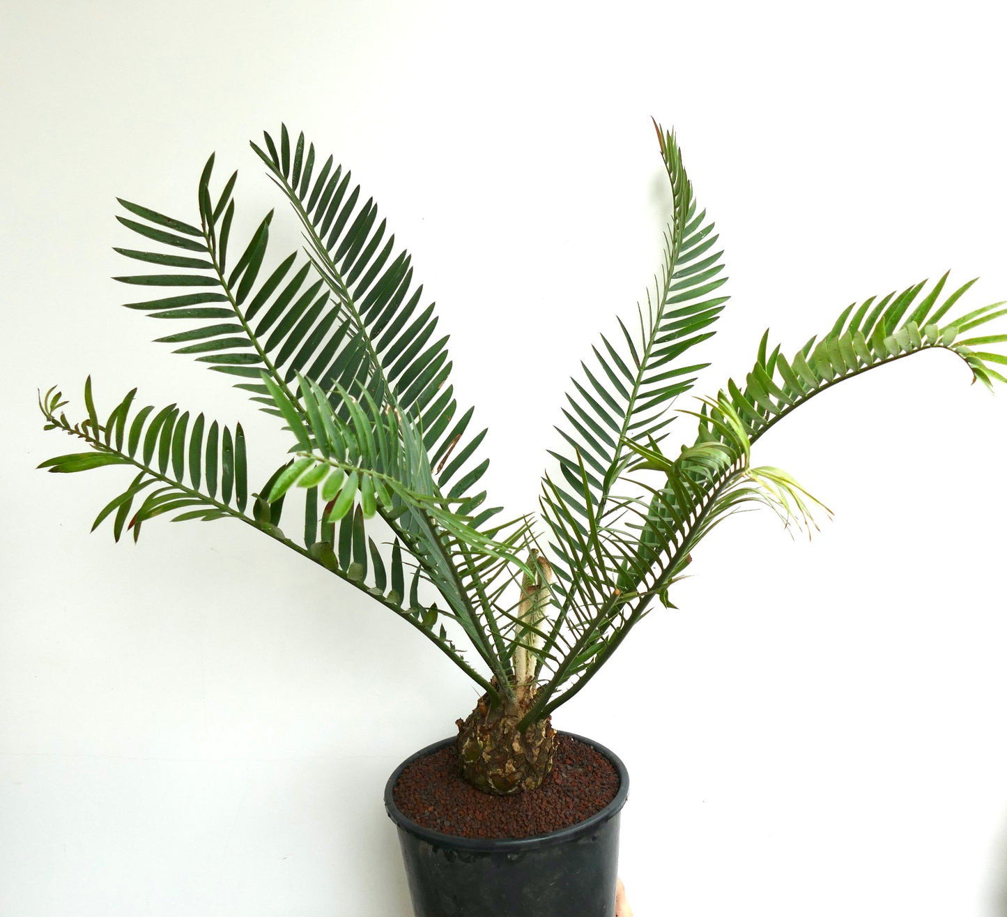 Encephalartos lebomboensis