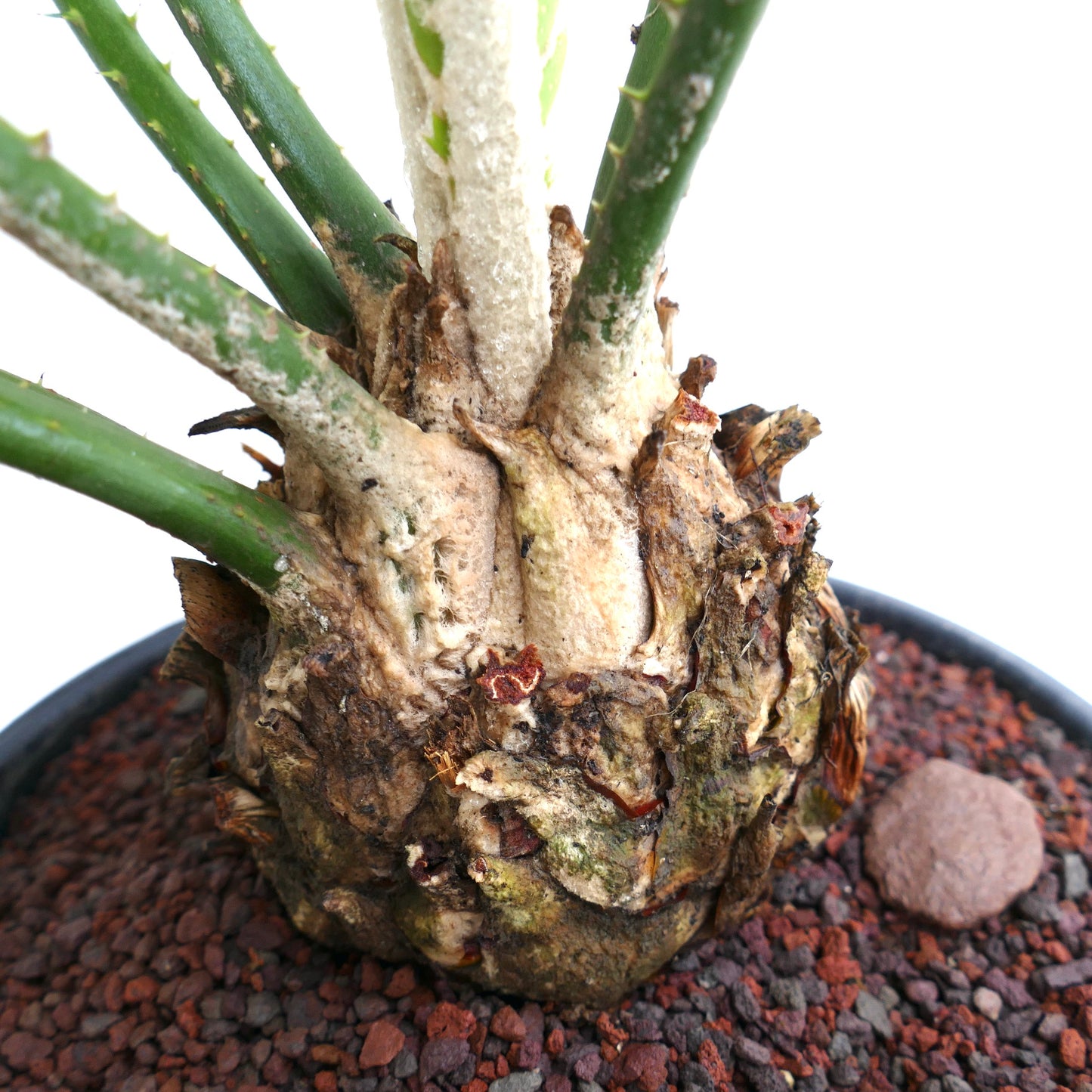 Encephalartos lebomboensis