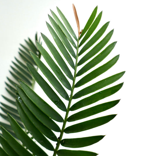 Encephalartos lebomboensis