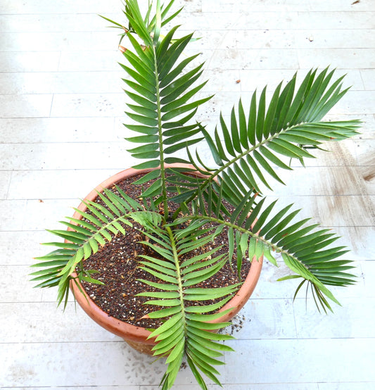 Encephalartos lebomboensis X longifolius 12x11cm CAUDEX