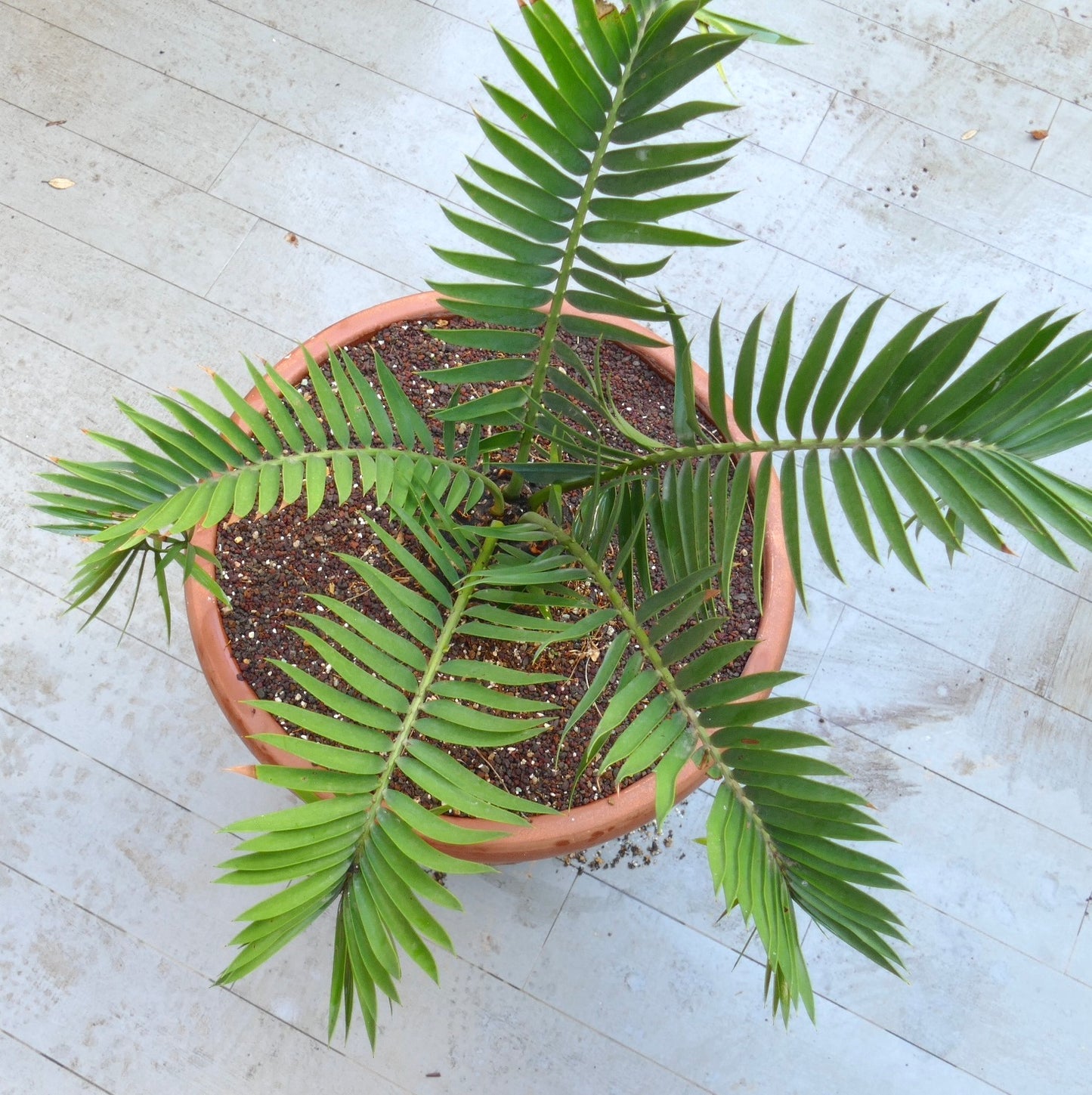 Encephalartos lebomboensis X longifolius 12x11cm CAUDEX