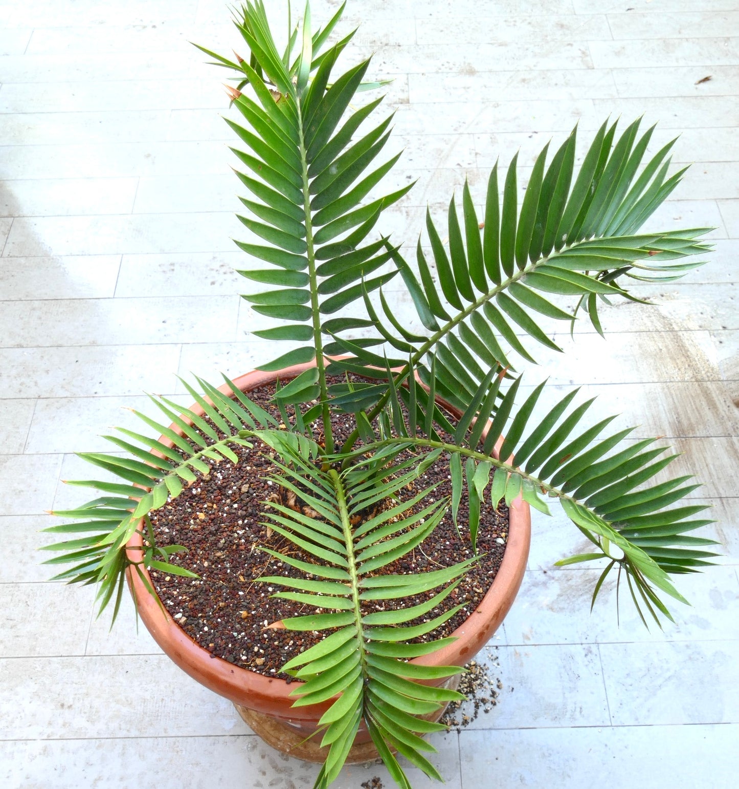 Encephalartos lebomboensis X longifolius 12x11cm CAUDEX