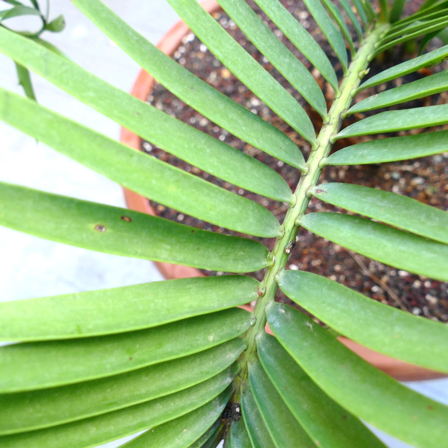 Encephalartos lebomboensis X longifolius 12x11cm CAUDEX