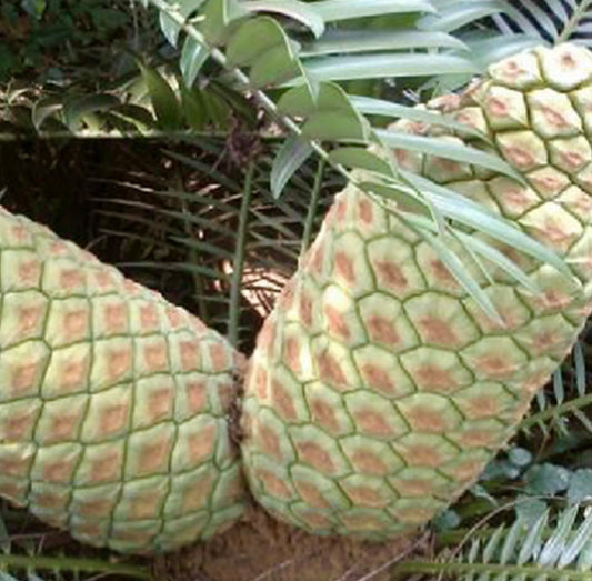 Encephalartos lebomboensis (piantina ad 1 foglia)