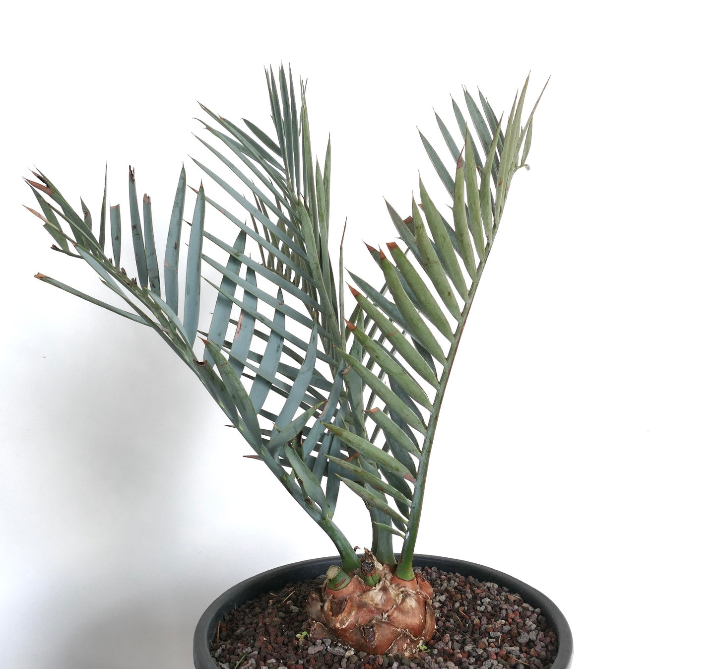 Encephalartos lehmannii 5cm CAUDEX