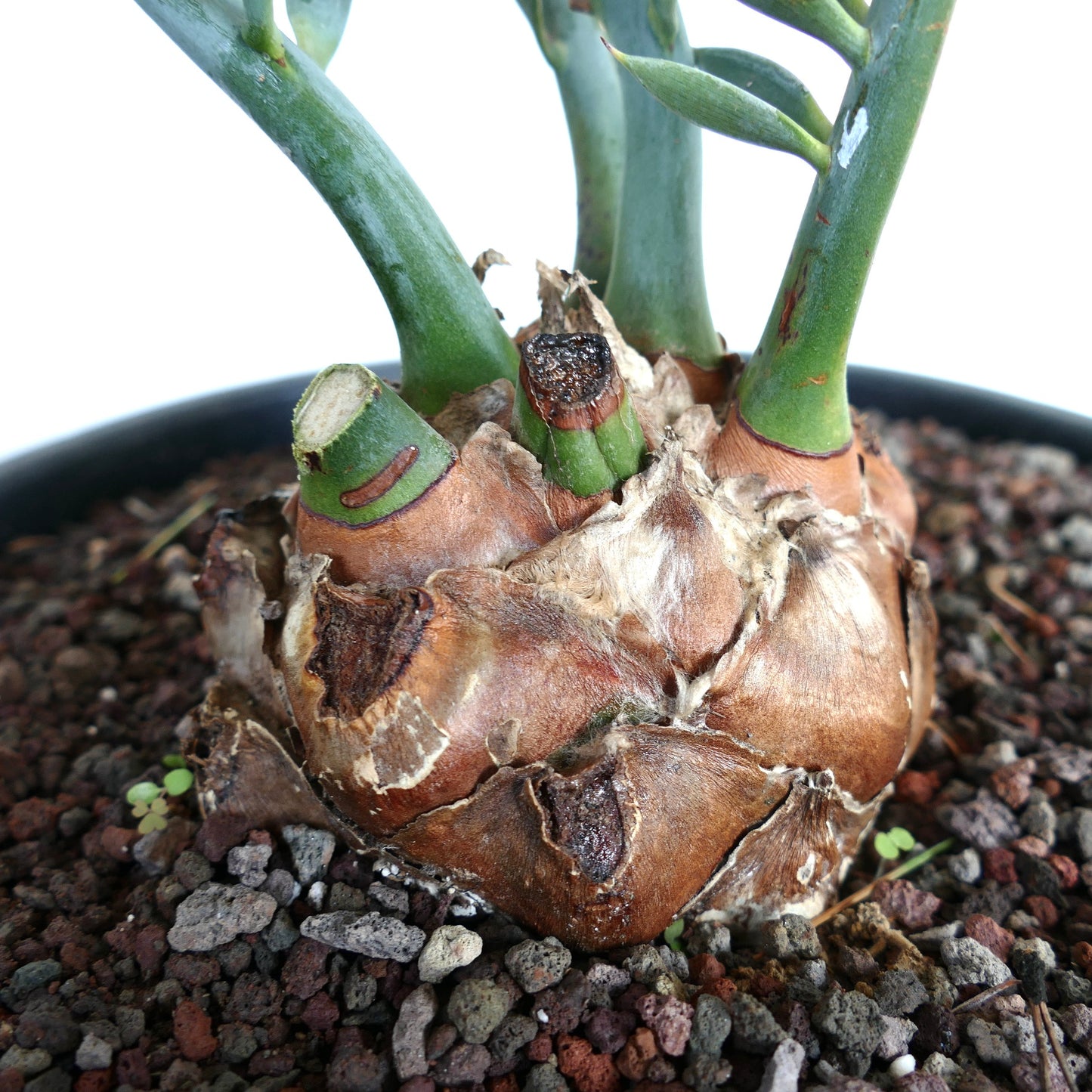 Encephalartos lehmannii 5cm CAUDEX