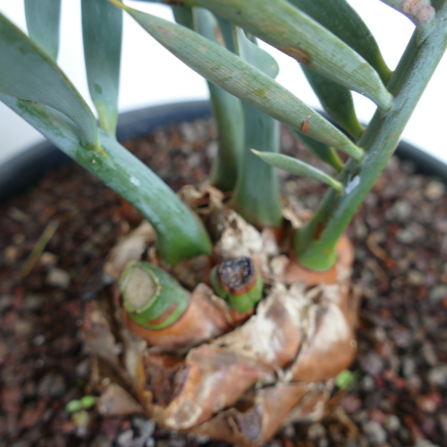 Encephalartos lehmannii 5cm CAUDEX