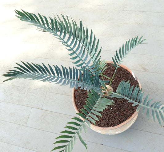 Encephalartos lehmannii 5cm CAUDEX