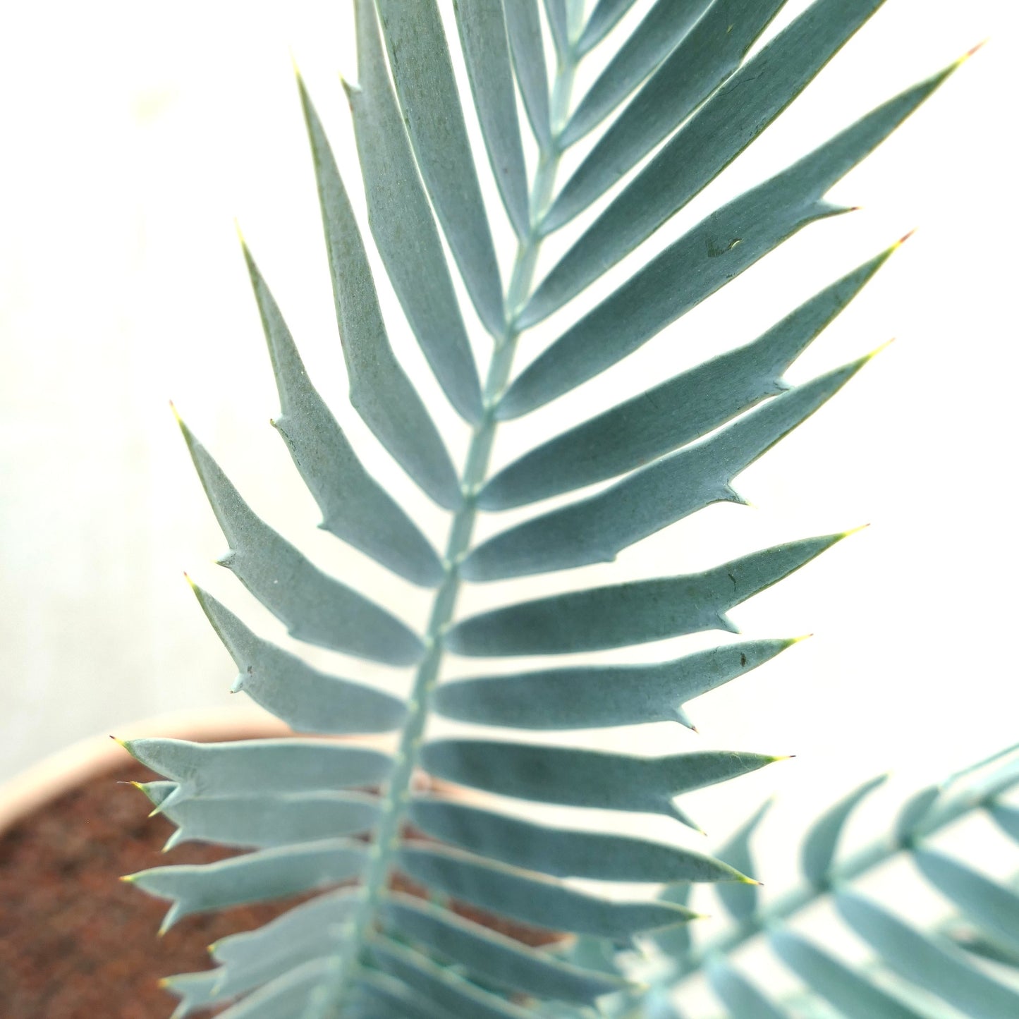 Encephalartos lehmannii 5cm CAUDEX