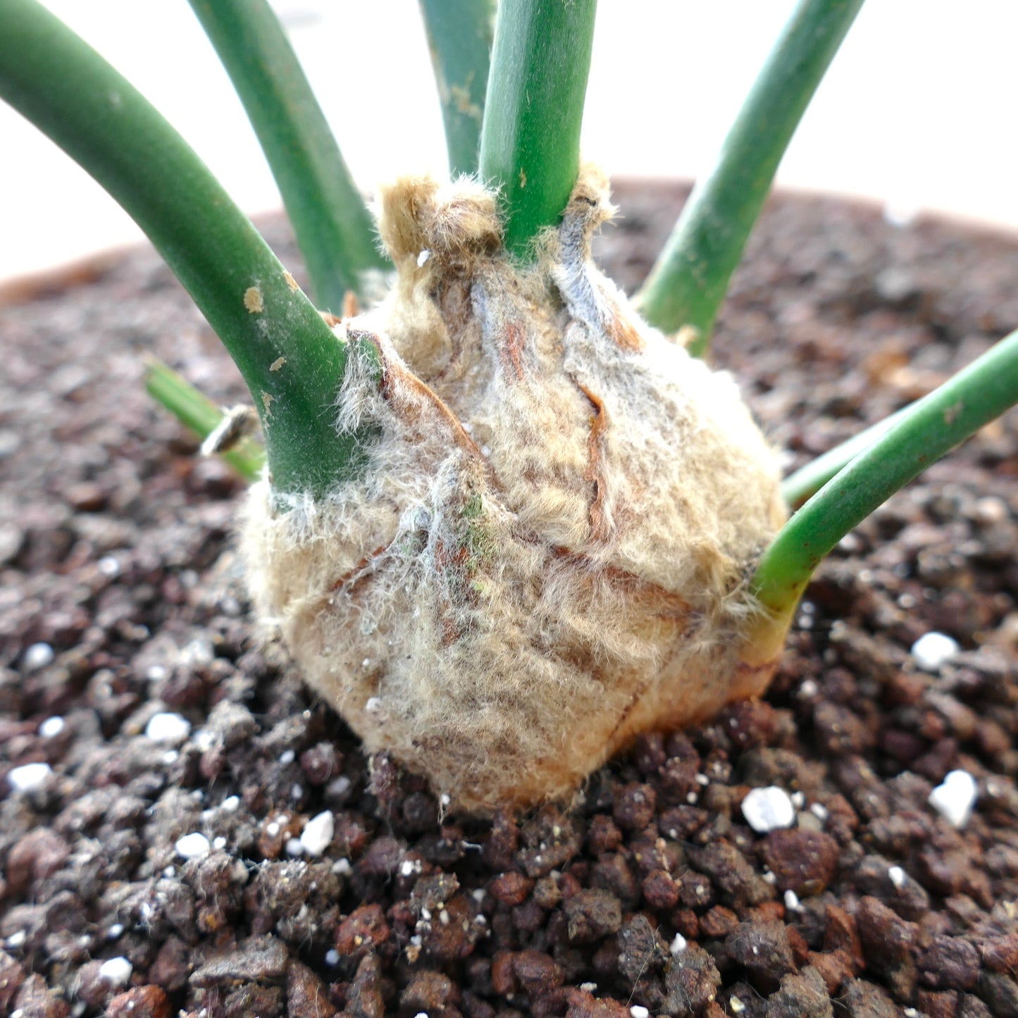 Encephalartos lehmannii 5cm CAUDEX