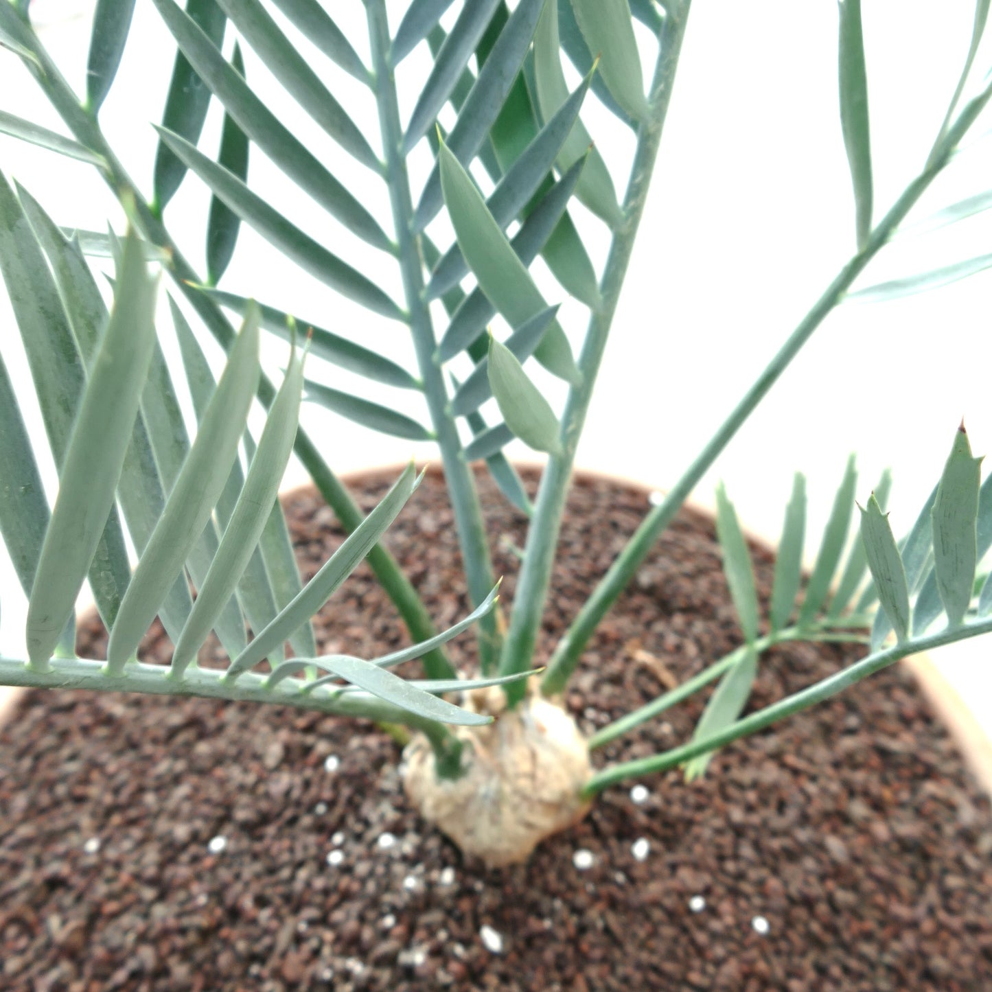 Encephalartos lehmannii 5cm CAUDEX