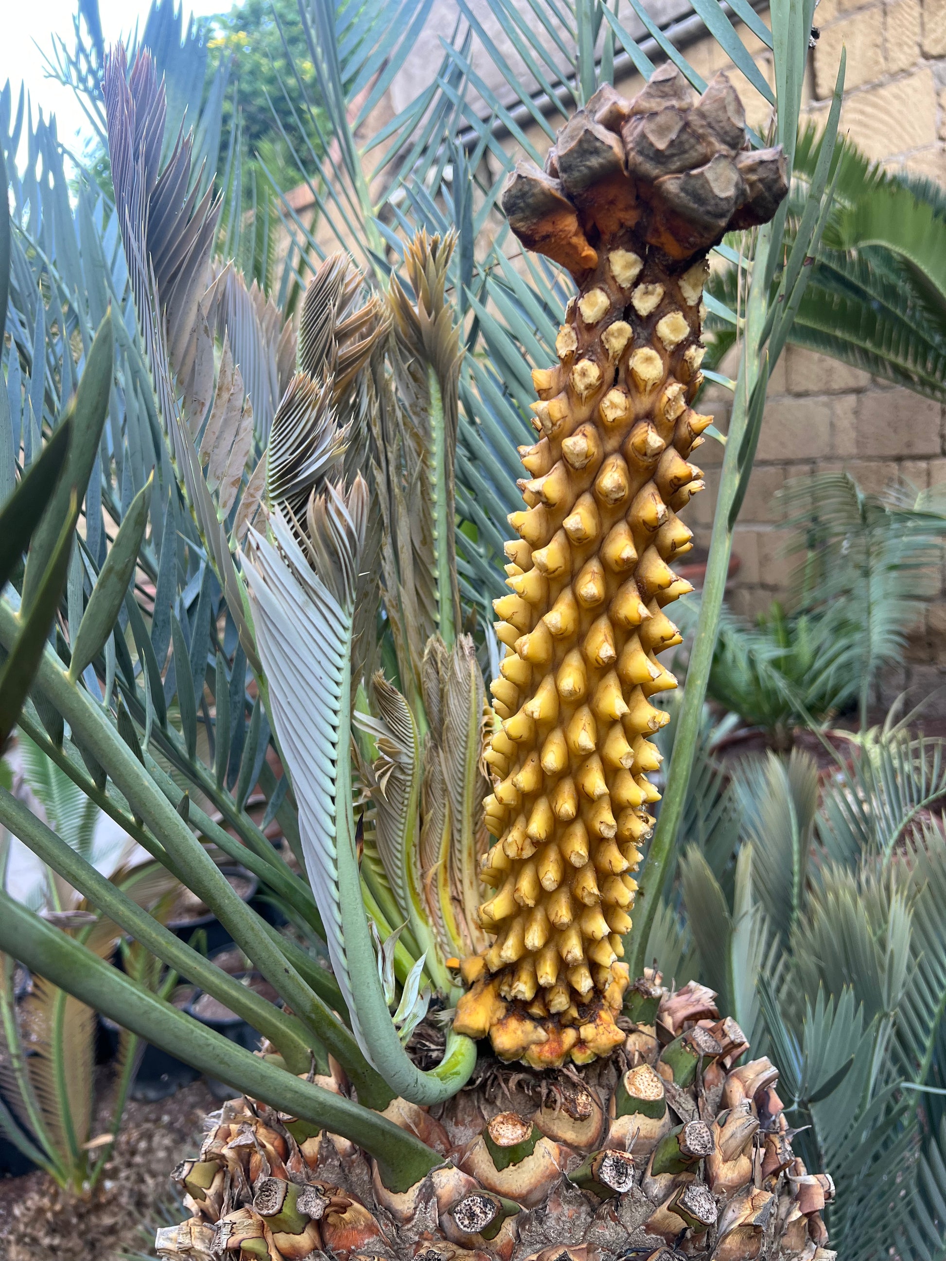 Encephalartos lehmannii seltene Palmfarnart mit stacheligem gelbem Zapfen und blaugrünen gefiederten Blättern