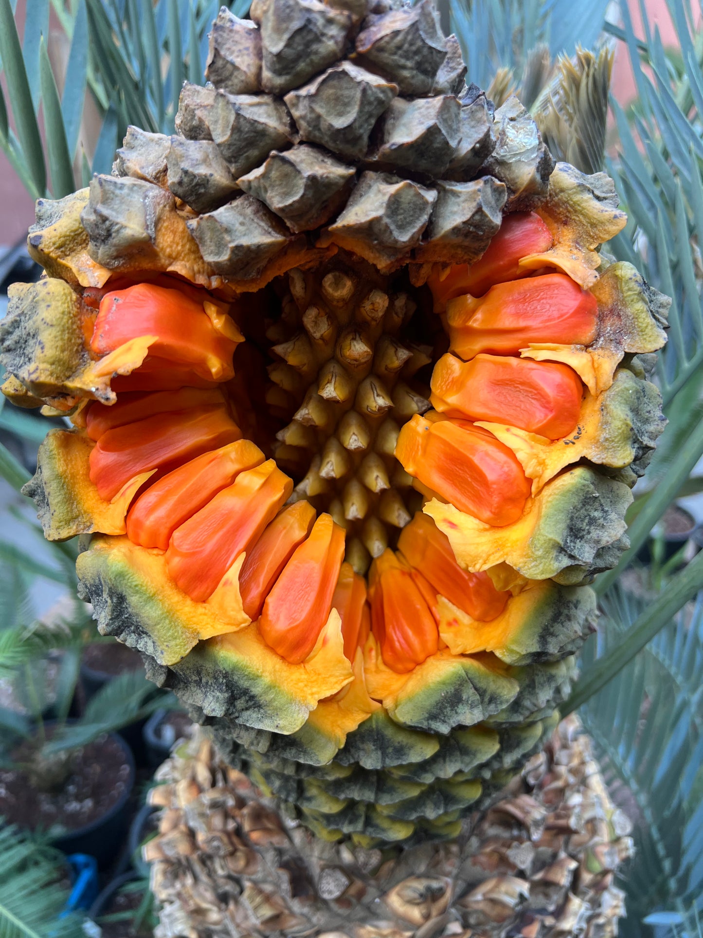 Encephalartos lehmannii Zapfen mit leuchtend orangefarbenen Samen und strukturierten grünen Schuppen