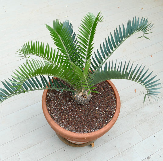 Encephalartos longifolius 15x10cm CAUDEX