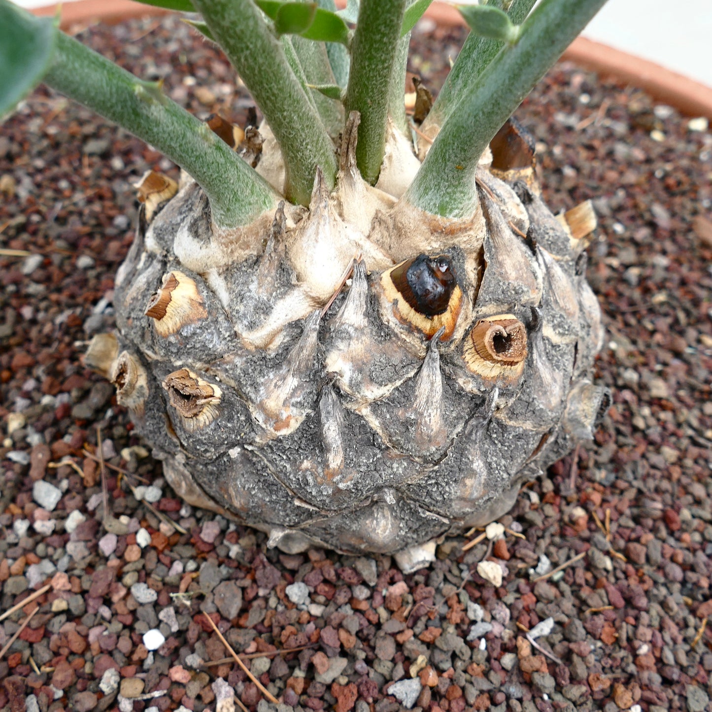 Encephalartos longifolius 15x10cm CAUDEX