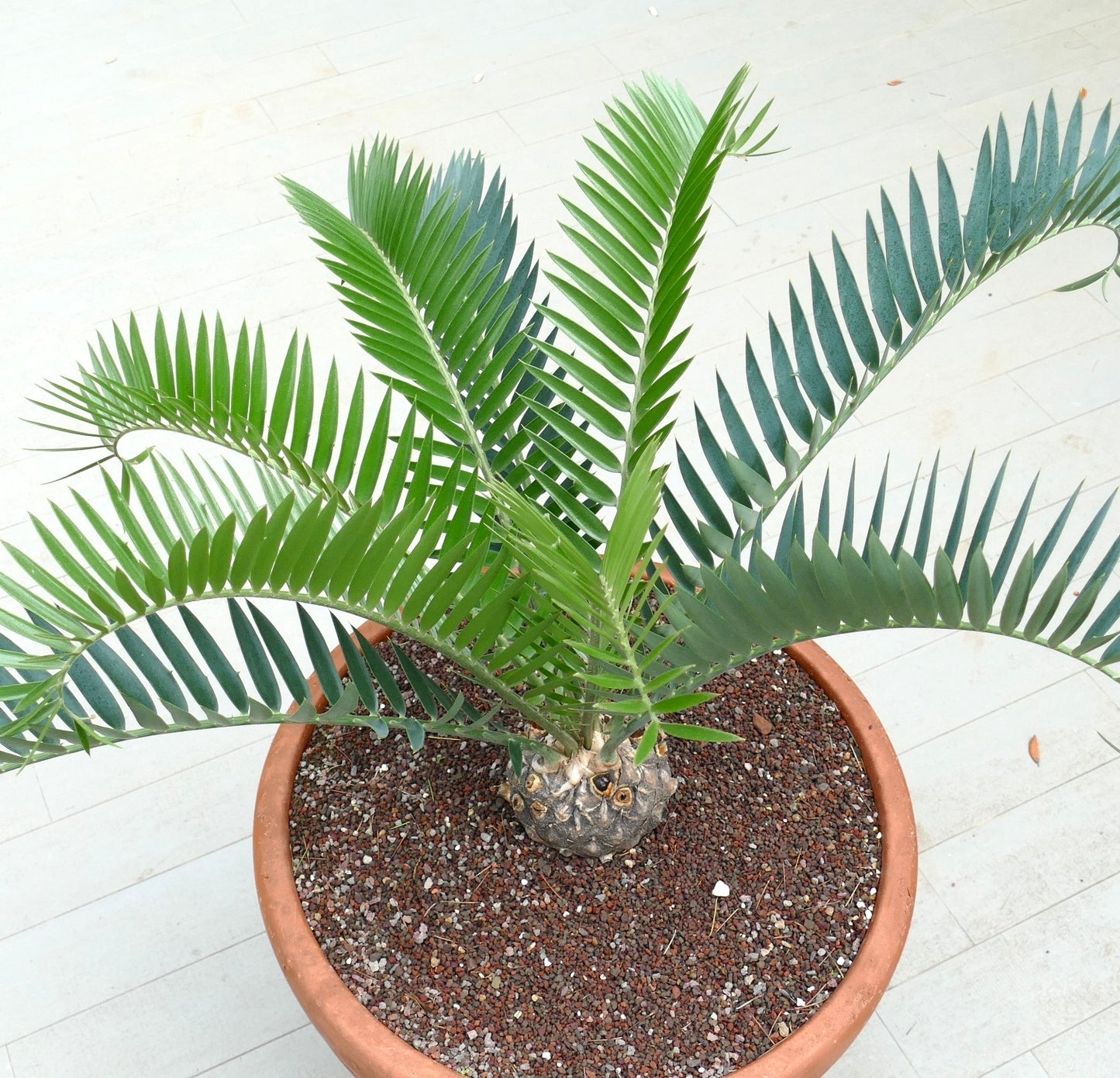 Encephalartos longifolius 15x10cm CAUDEX