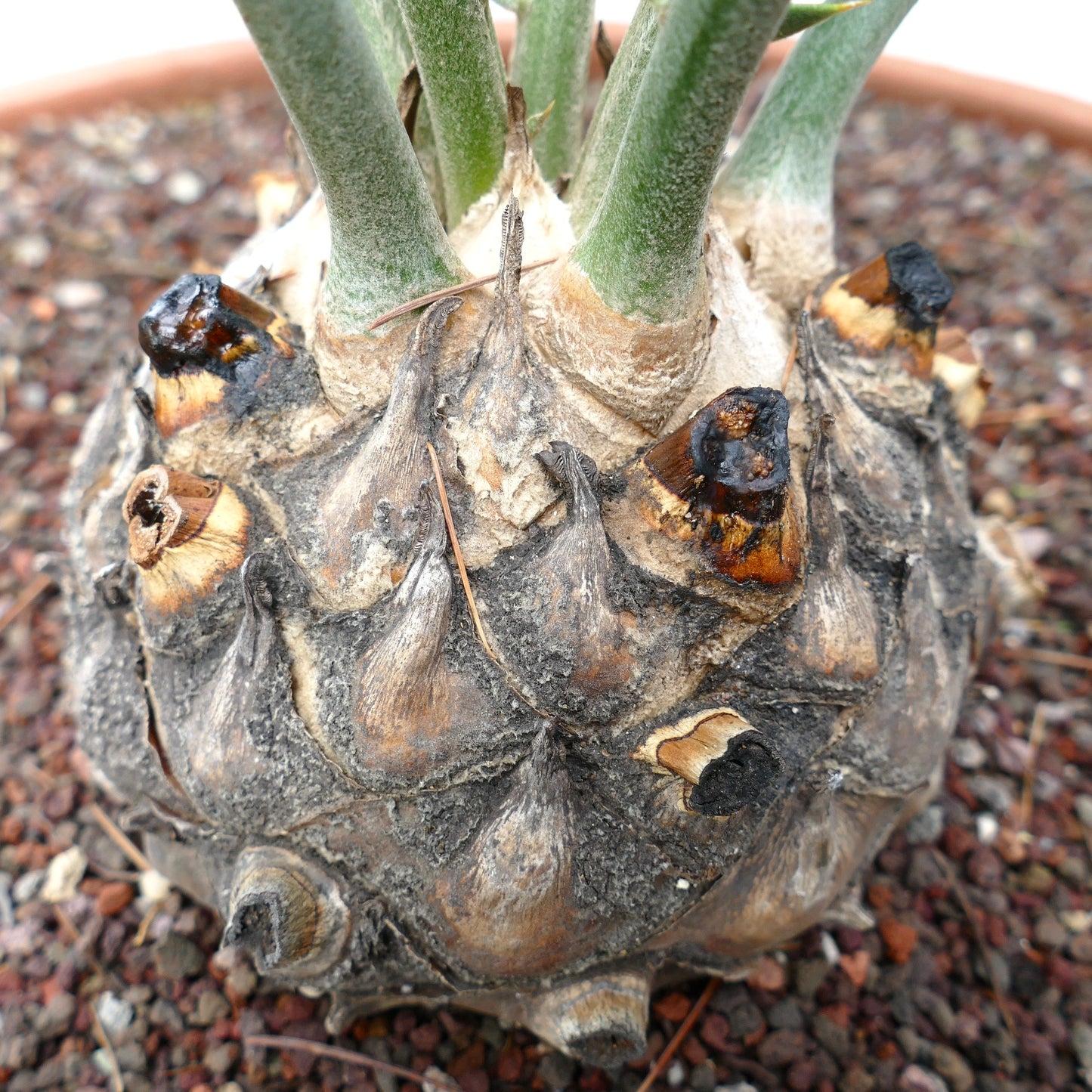 Encephalartos longifolius 15x10cm CAUDEX