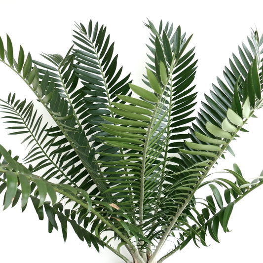 Encephalartos manikensis 16x11cm CAUDEX