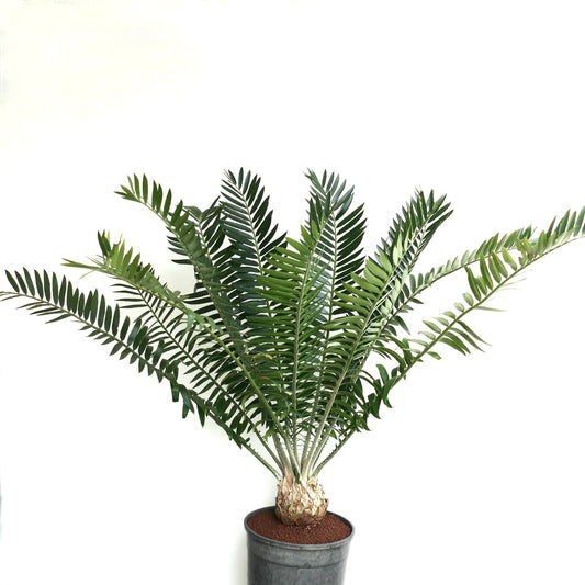 Encephalartos manikensis 16x11cm CAUDEX