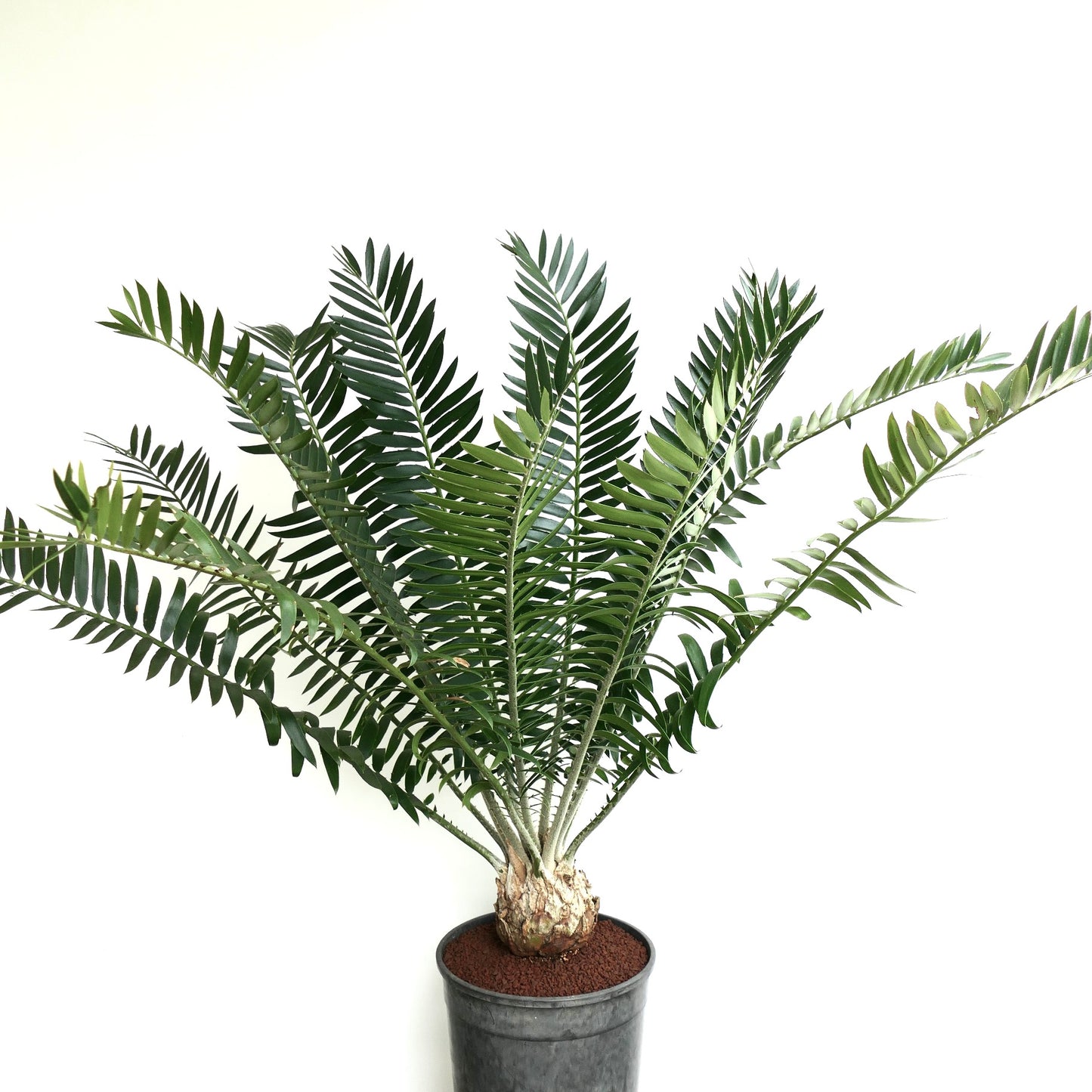 Encephalartos manikensis 16x11cm CAUDEX