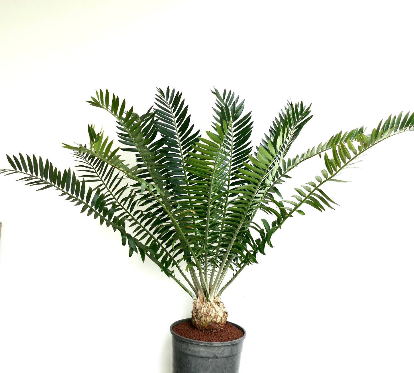 Encephalartos manikensis 16x11cm CAUDEX