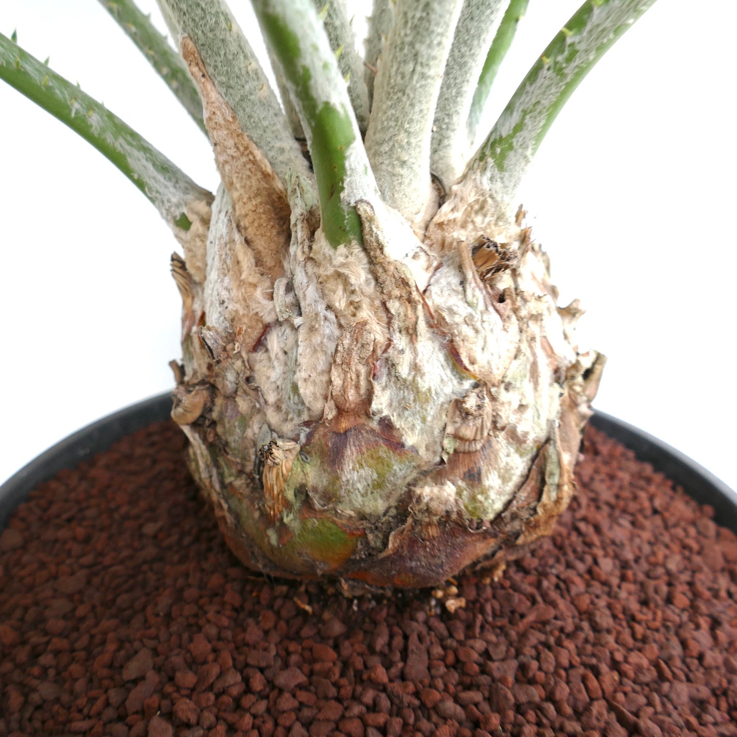 Encephalartos manikensis 16x11cm CAUDEX