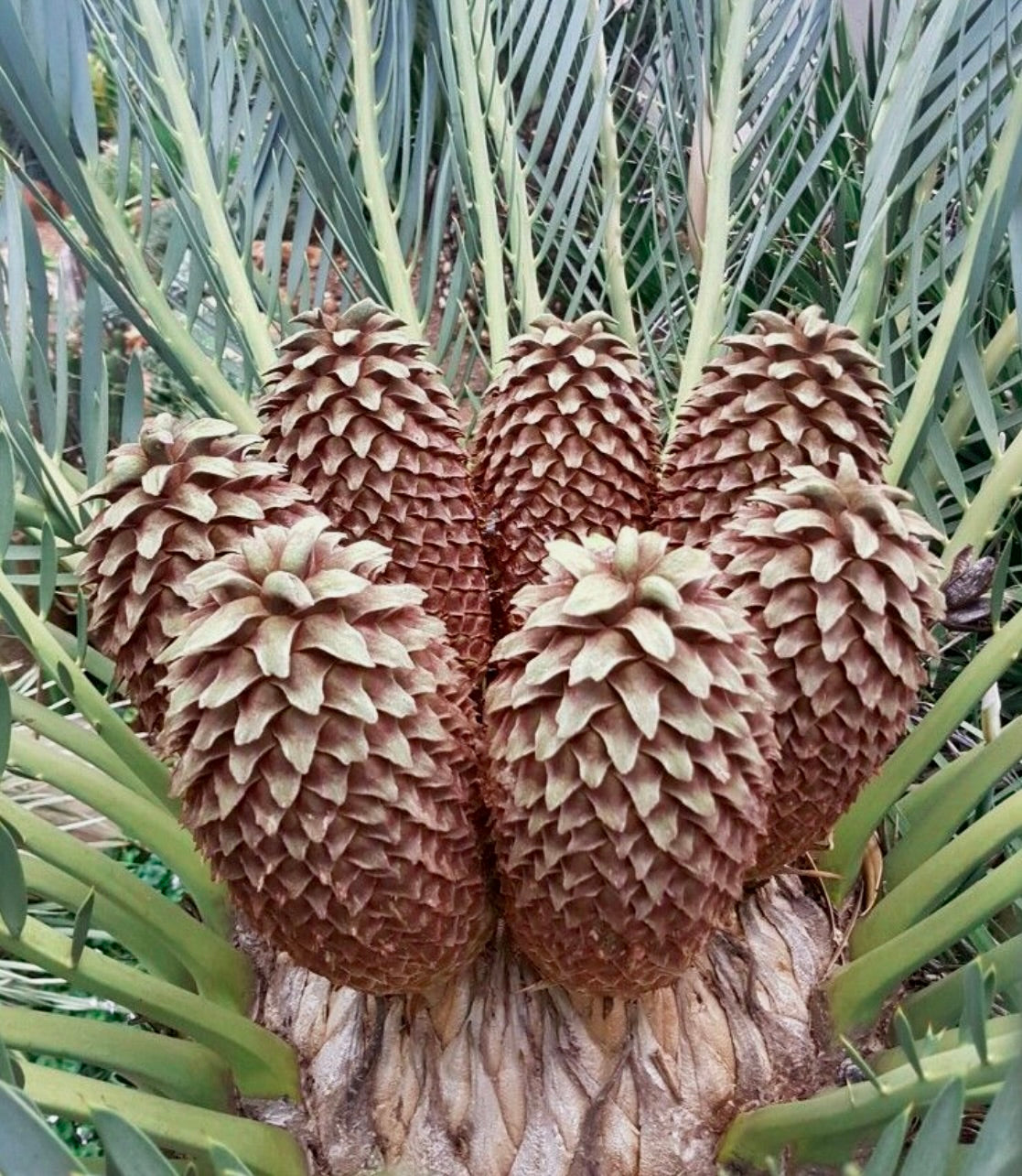 Encephalartos middelburgensis