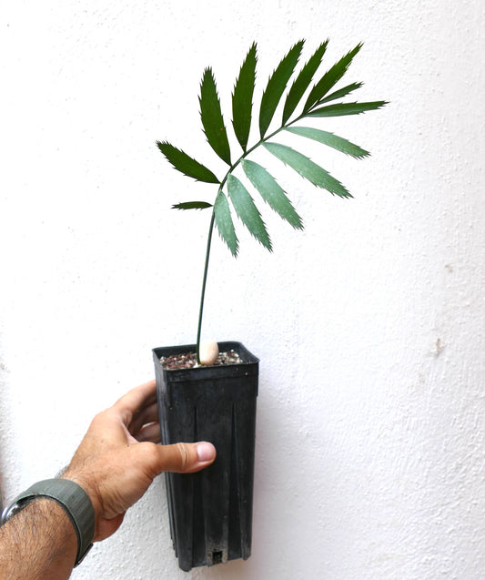 Encephalartos msinganus young rare cycad with elongated green leaflets and serrated edges