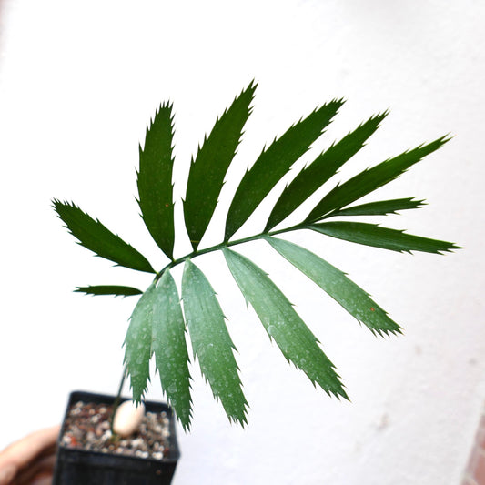 Encephalartos msinganus young rare cycad with glossy green pinnate leaves and spiny edges