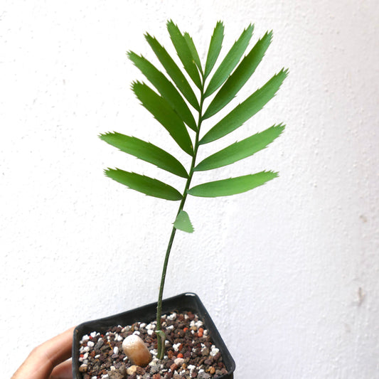 Encephalartos msinganus young rare cycad with bright green segmented leaves in pot