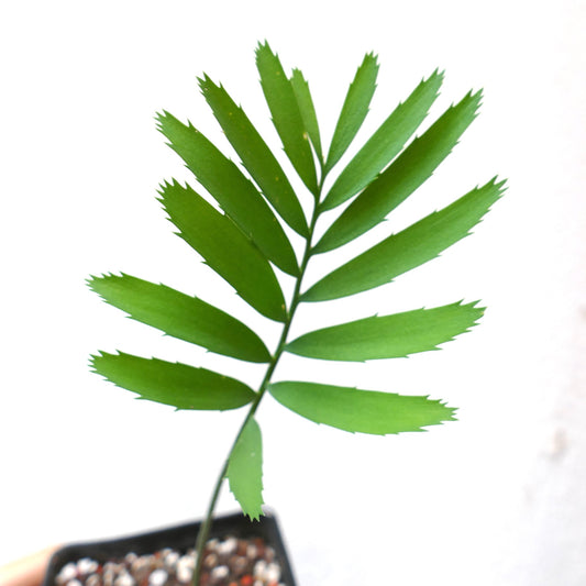 Encephalartos msinganus bright green pinnate leaves with serrated edges rare specimen