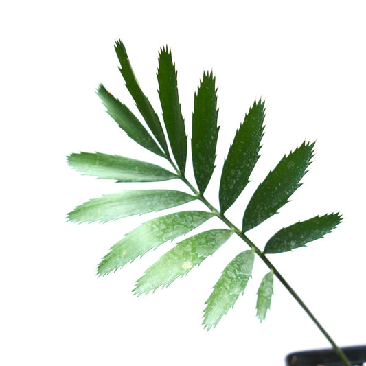 Encephalartos msinganus green pinnate leaf with serrated edges and textured surface