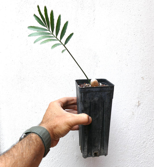 Encephalartos msinganus young rare cycad with slender green leaflets in black pot held by hand