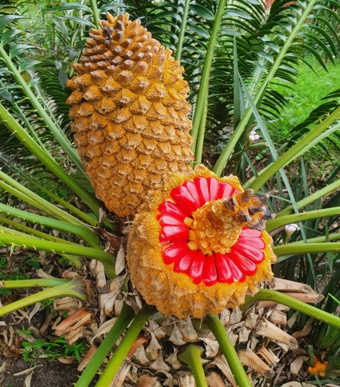 Encephalartos natalensis (piantina con 1 foglia)