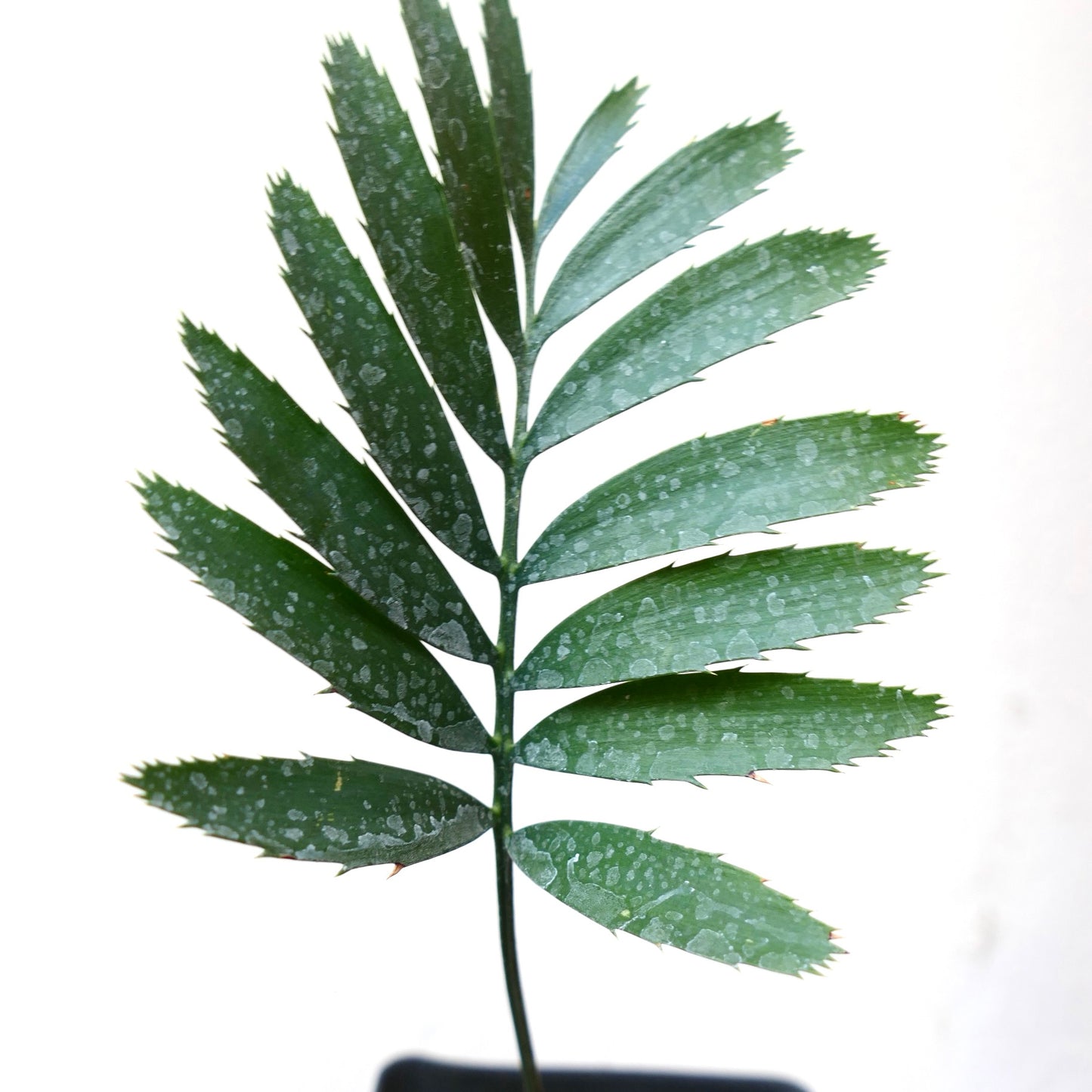 Encephalartos natalensis cycad with dark green pinnate leaves and serrated edges