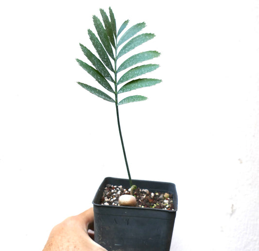 Encephalartos natalensis young rare cycad with slender green leaflets in small black pot