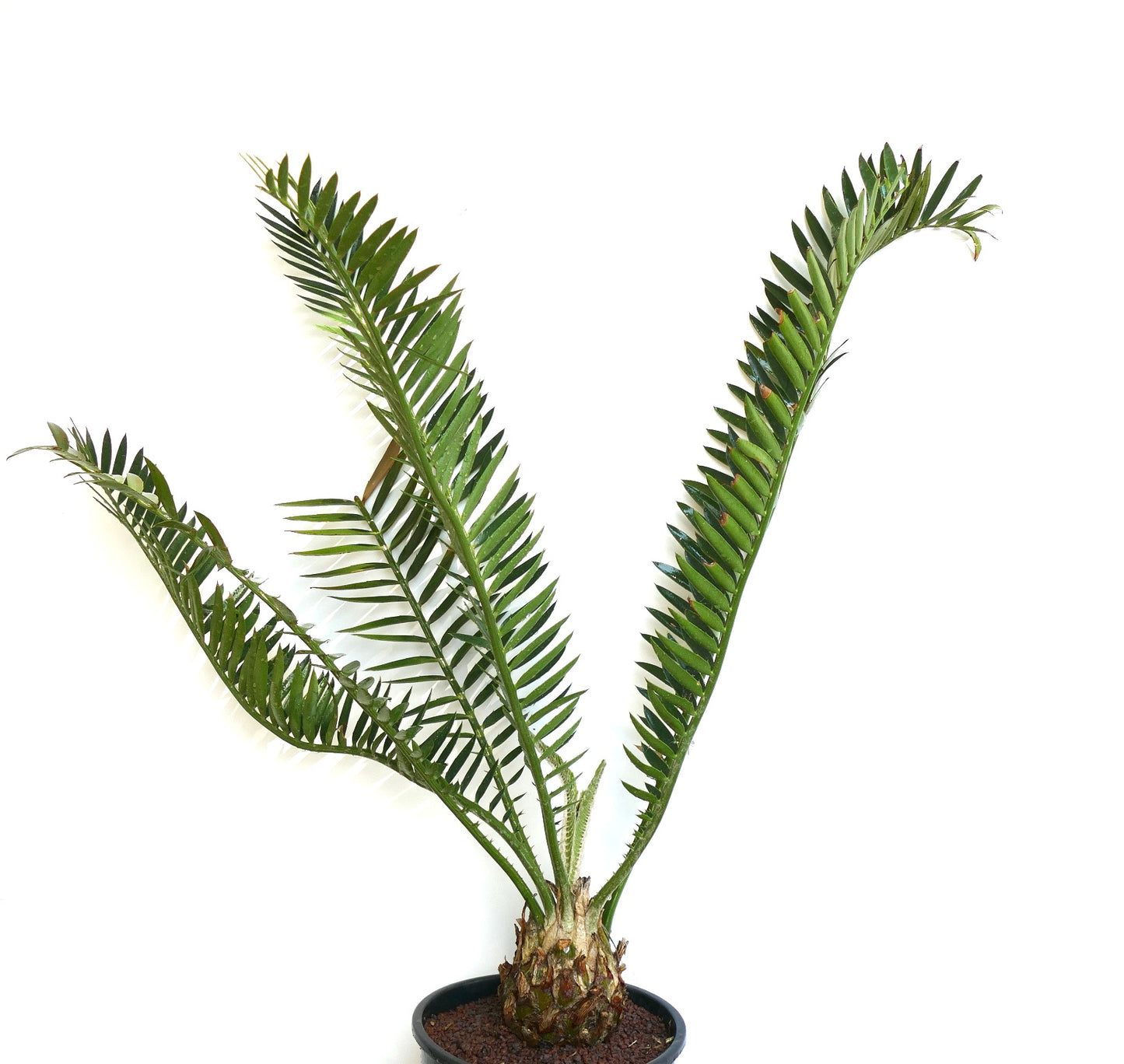 Encephalartos natalensis x lebomboensis rare caudex cycad with long green leaflets in black pot