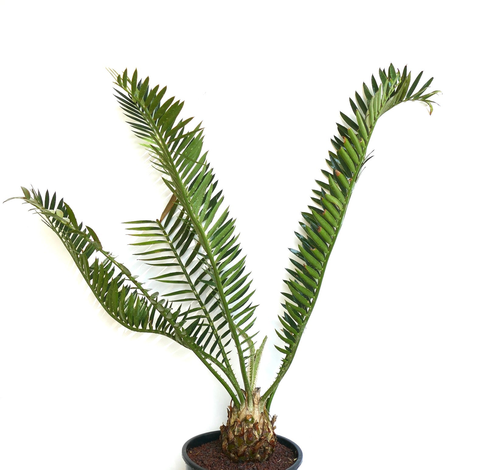 Encephalartos natalensis x lebomboensis rare caudex cycad with long green leaflets in black pot