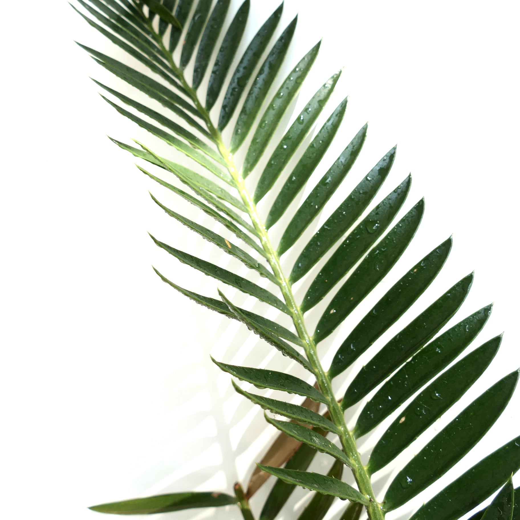 Encephalartos natalensis x lebomboensis rare cycad with glossy green pinnate leaves and water droplets