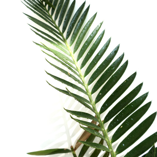 Encephalartos natalensis x lebomboensis rare cycad with glossy green pinnate leaves and water droplets