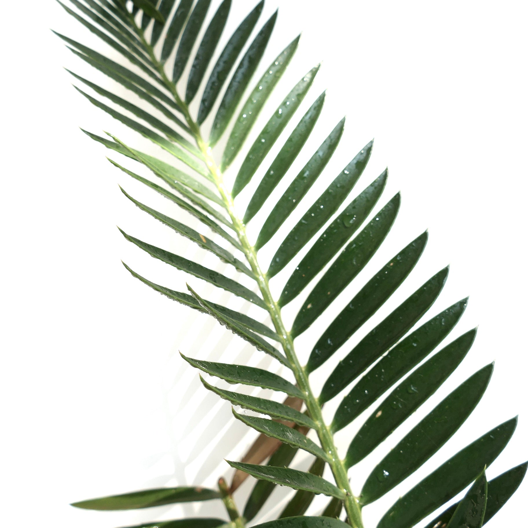 Encephalartos natalensis x lebomboensis rare cycad with glossy green pinnate leaves and water droplets