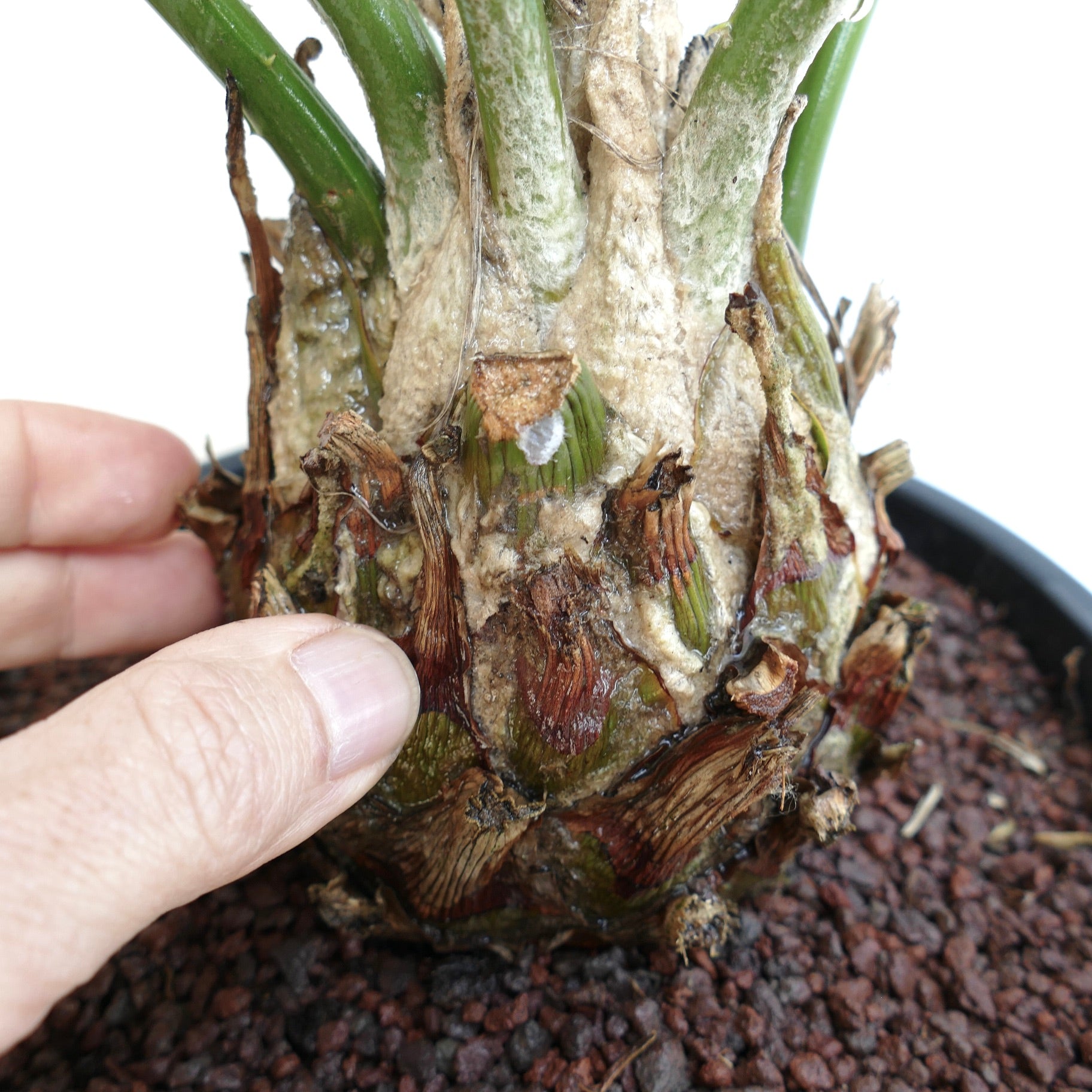 Encephalartos natalensis x lebomboensis caudex with textured thickened base and emerging green stems