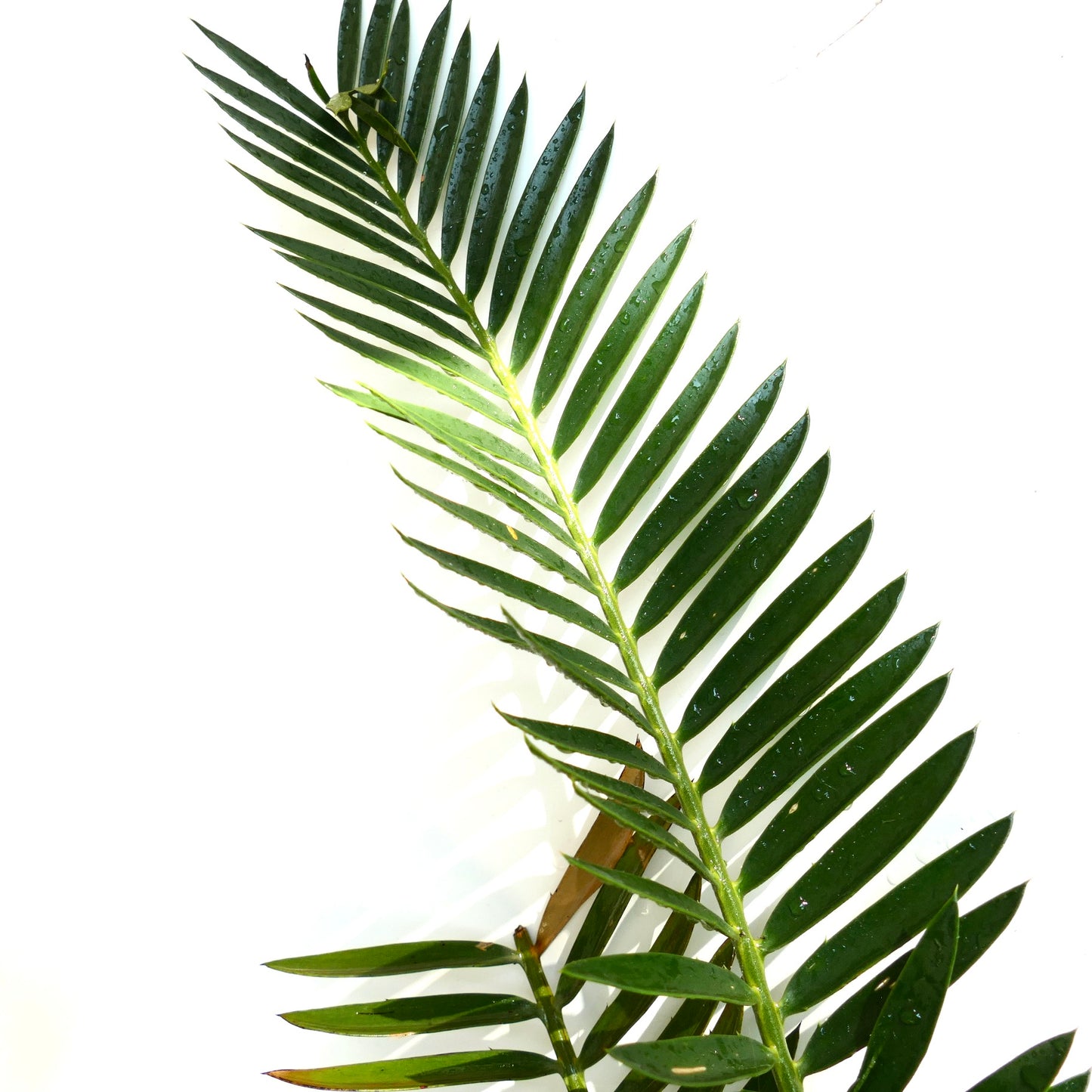 Encephalartos natalensis x lebomboensis rare cycad with glossy green pinnate leaves