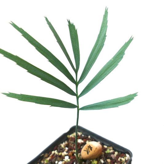 Encephalartos nubimontanus slender seedling with segmented green leaves and spiny edges in pot
