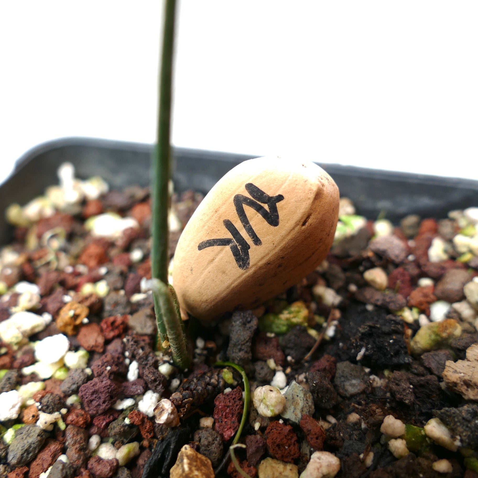 エンセファラルトス・ヌビモンタヌス | Botanical Archive | 希少品