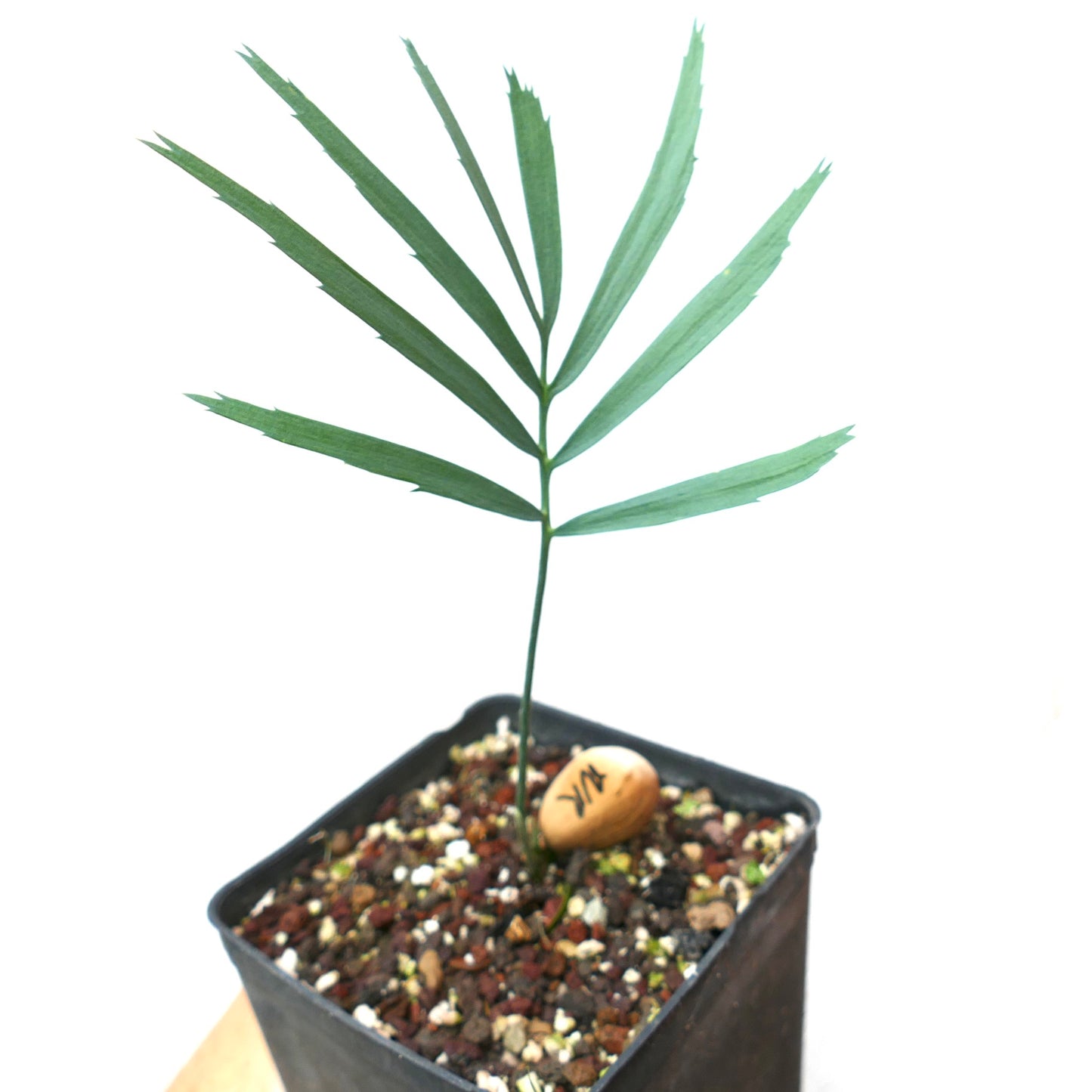 Encephalartos nubimontanus giovane pianta verde slanciata con foglie pinnate in vaso piccolo