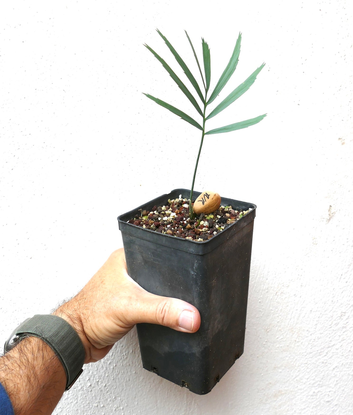 Pianta giovane robusta di Encephalartos nubimontanus con foglie verdi sottili in vaso nero