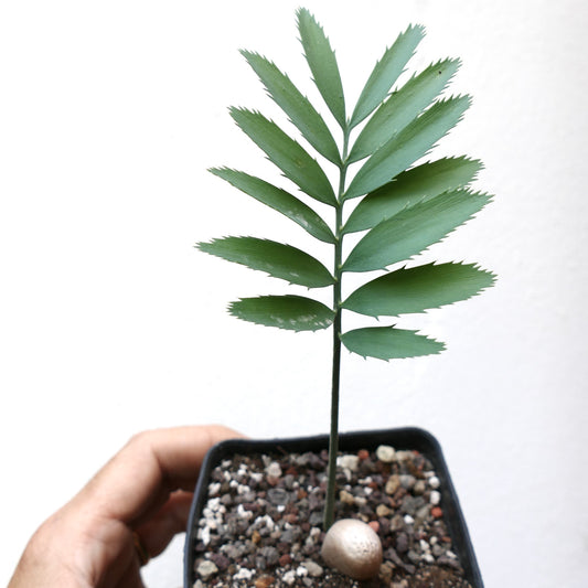 Encephalartos nubimontanus var. nubimontanus young cycad with serrated green leaflets in small pot