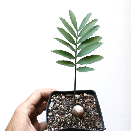 Encephalartos nubimontanus var. nubimontanus young cycad with serrated green leaflets in small pot