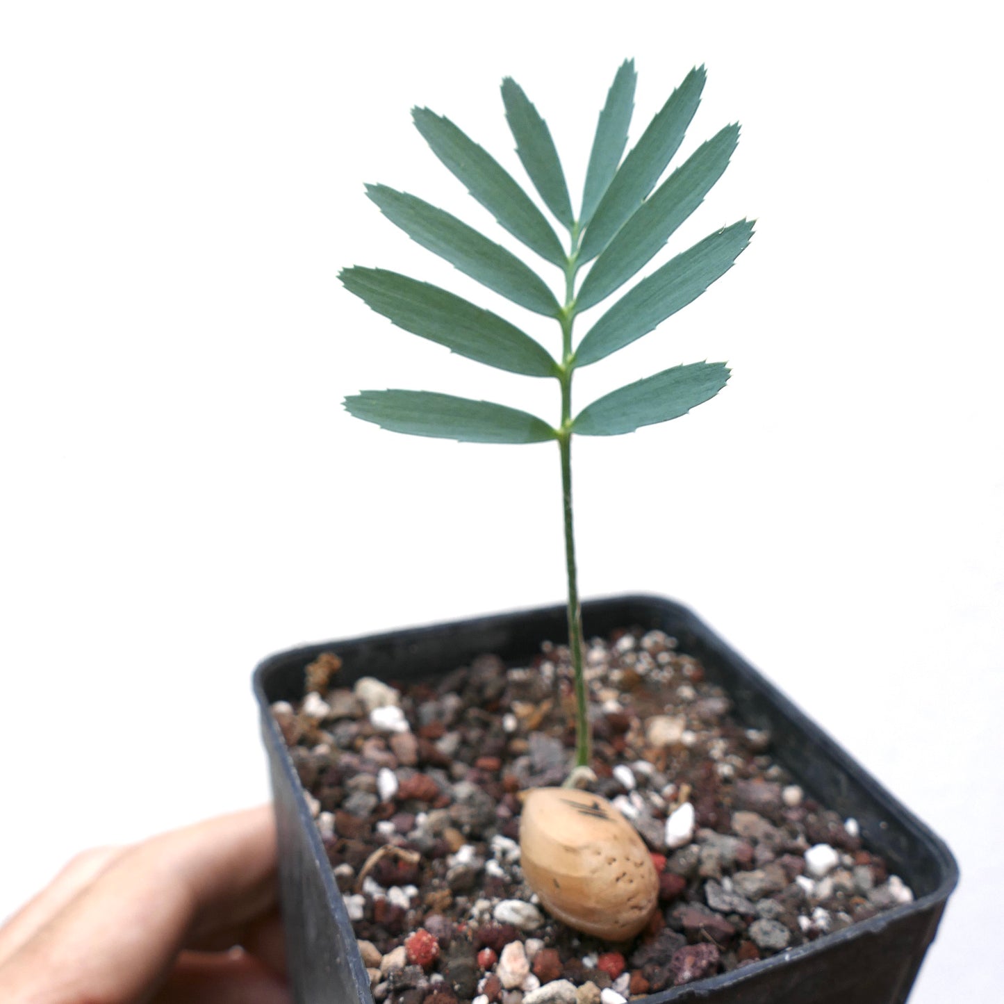 Encephalartos nubimontanus var. rubustus young seedling with pinnate leaves and textured seed in pot